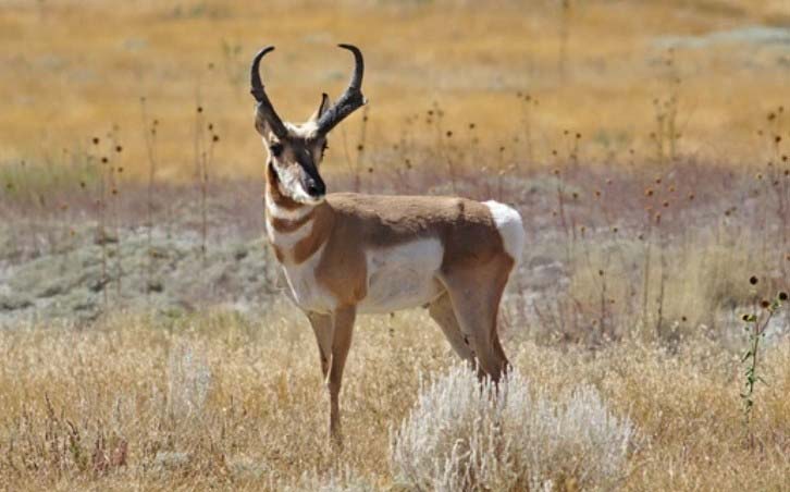 Antelope-for-recurve-bow-hunting