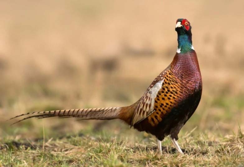 Pheasants for hunting with recurve bow