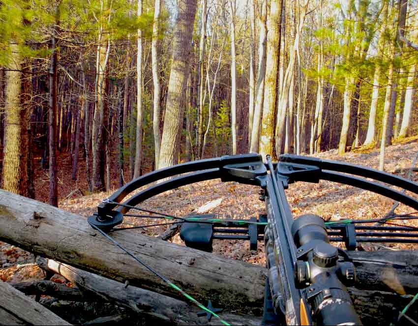Recurve bow vs Crossbow for hunting