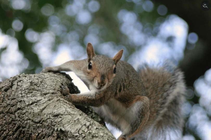 Squirrels-for-recurve-bow-hunting