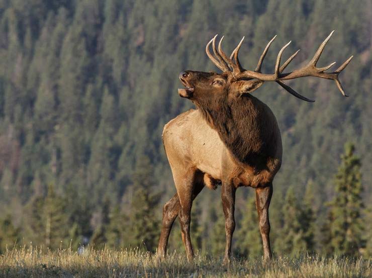 elk-for-recurve-bow-hunting
